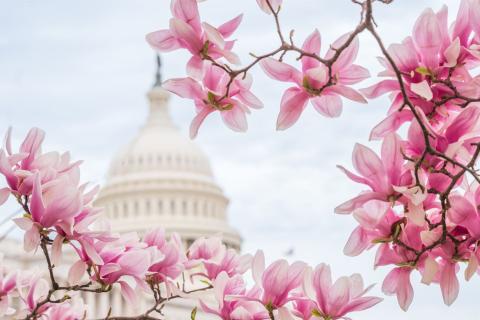 Photo of the U.S. Capitol seen through tree brushes with flowers